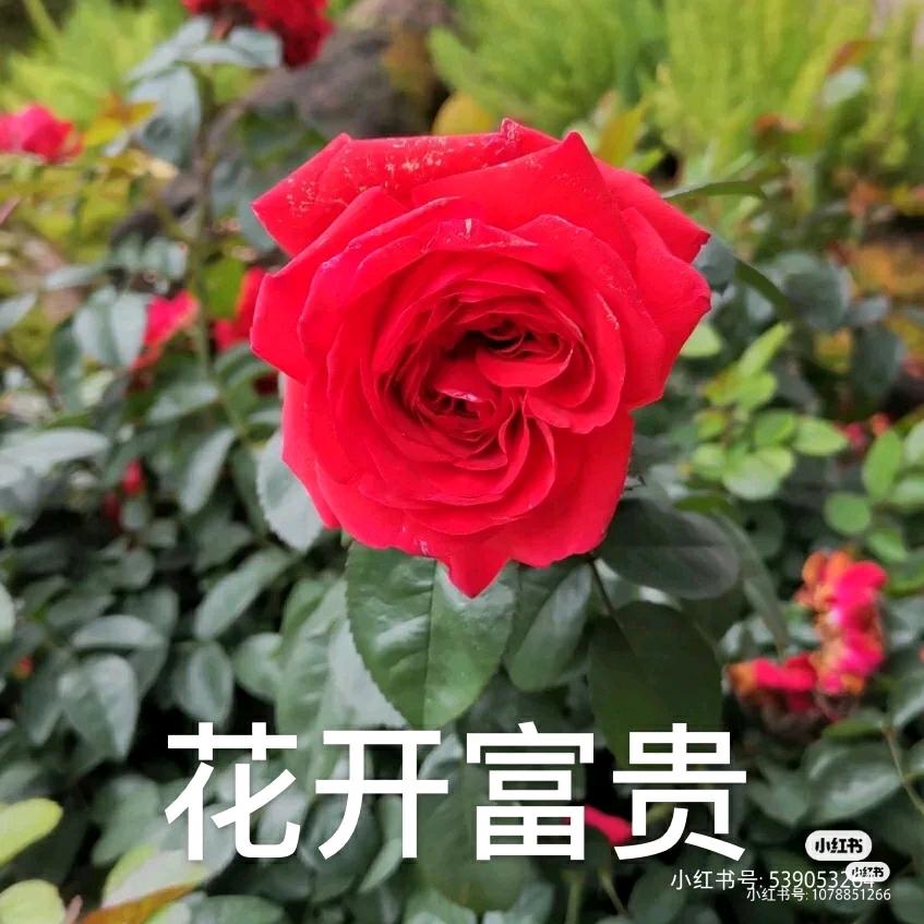 幸福平安每一天