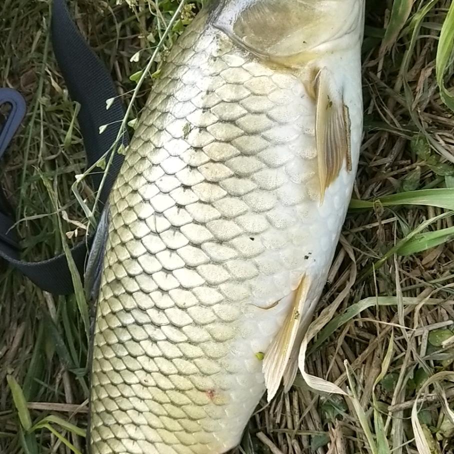 韦江湖