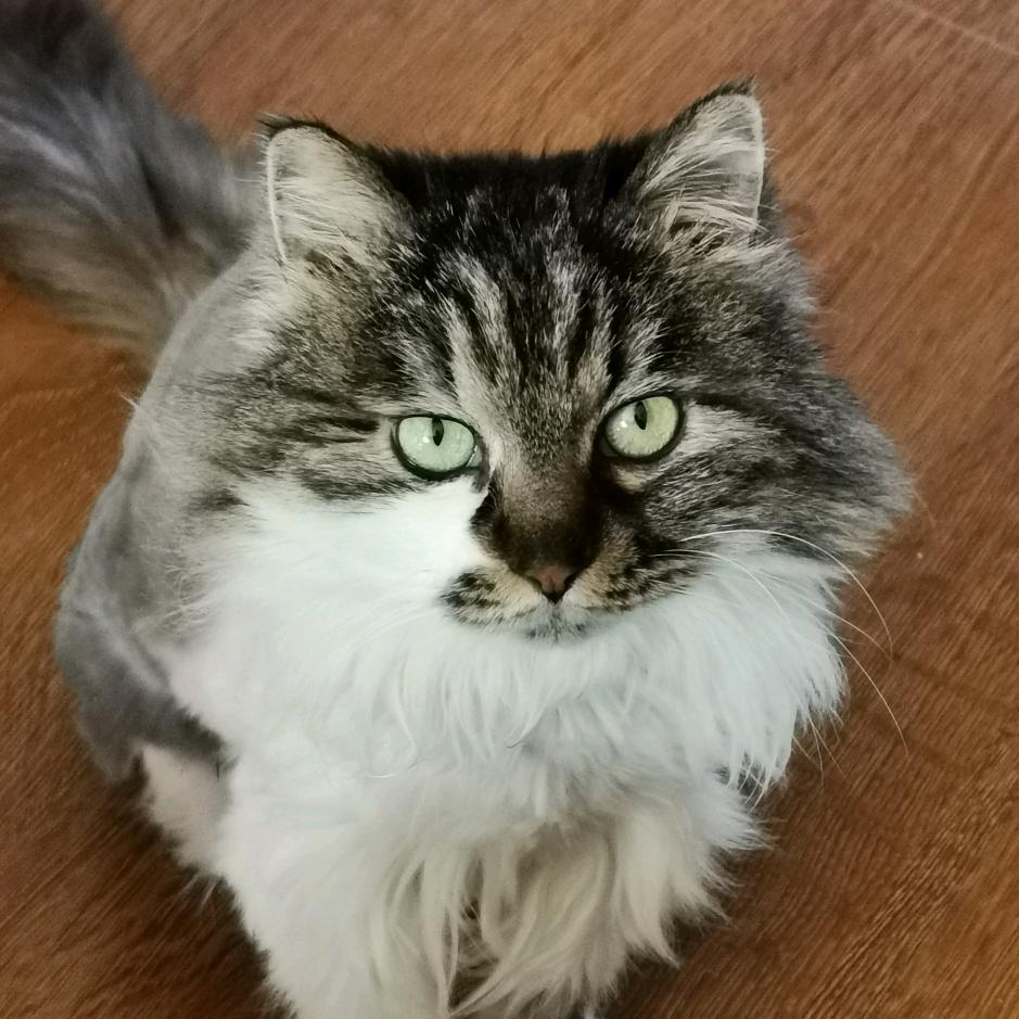 猫精灵