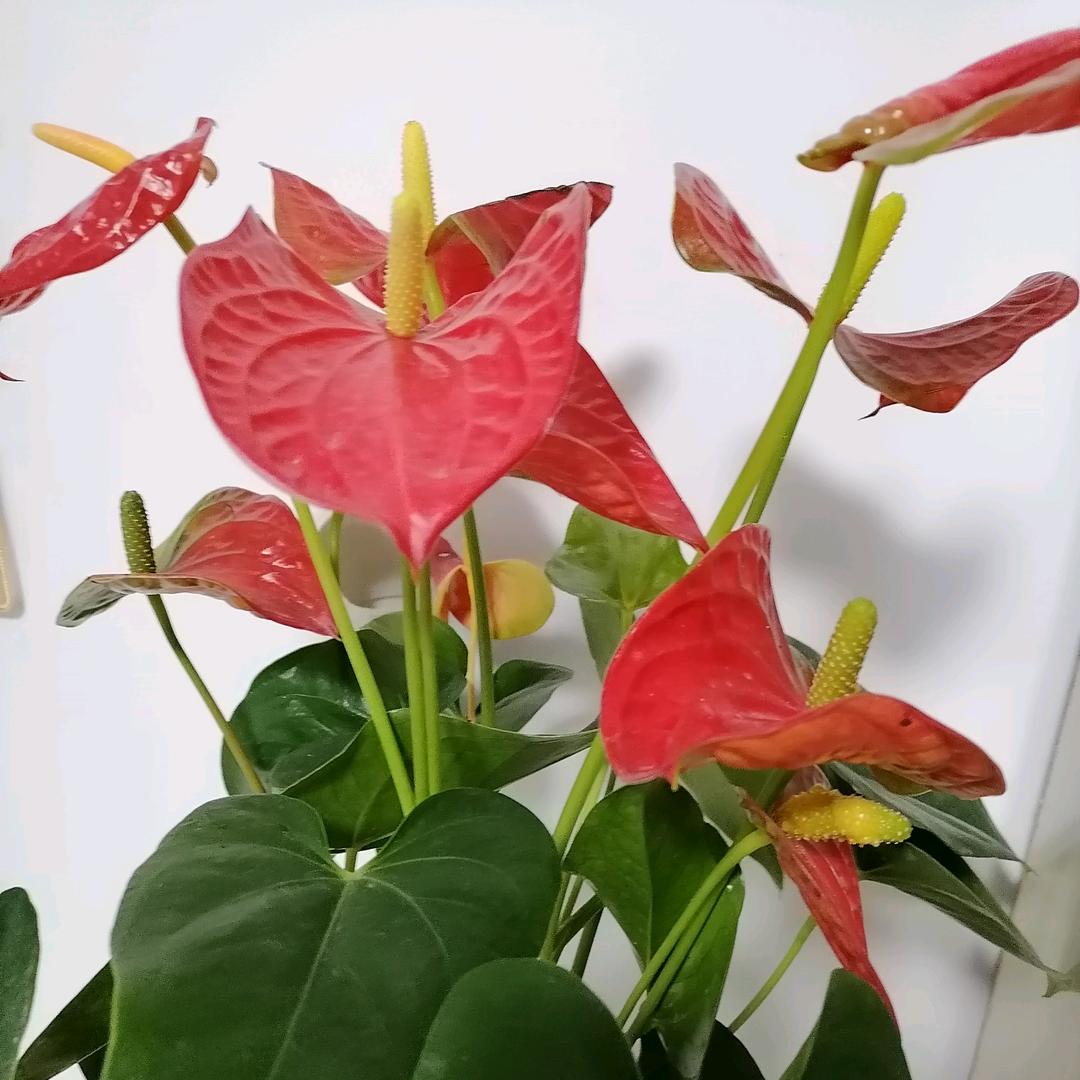 谭炳珍