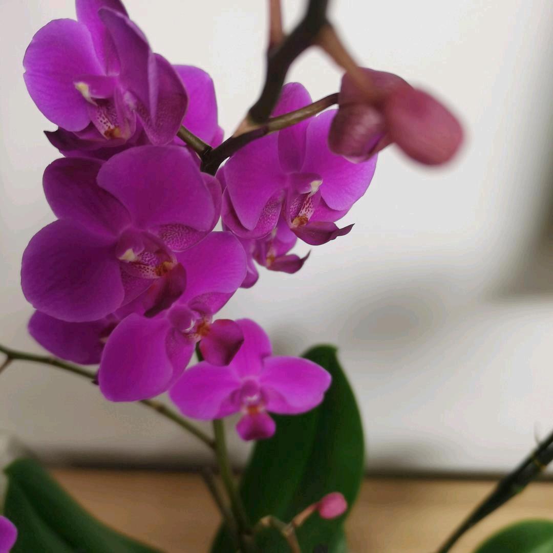 连花
