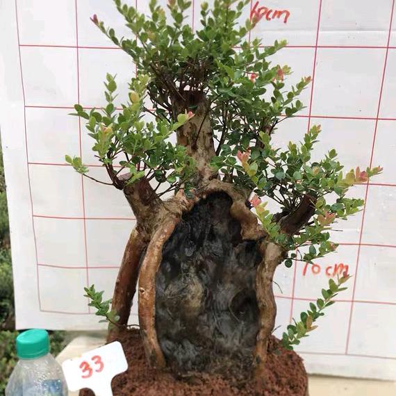 老郑盆景官方直播间