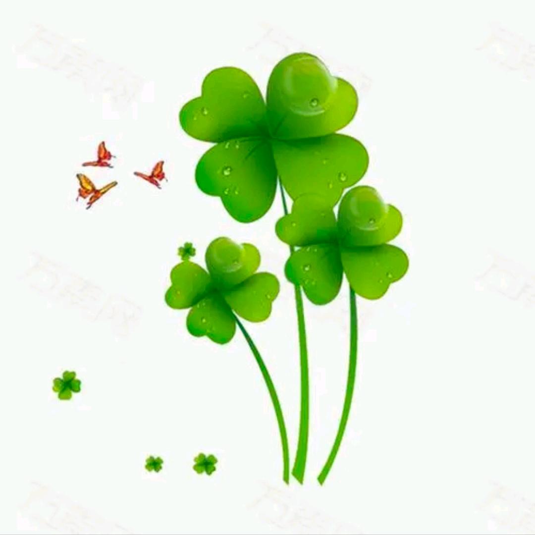 琥珀🍀