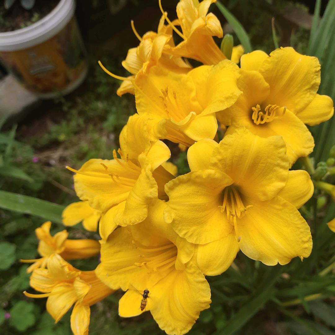 ꦿ如᭄ღ初ꦿཽ࿆