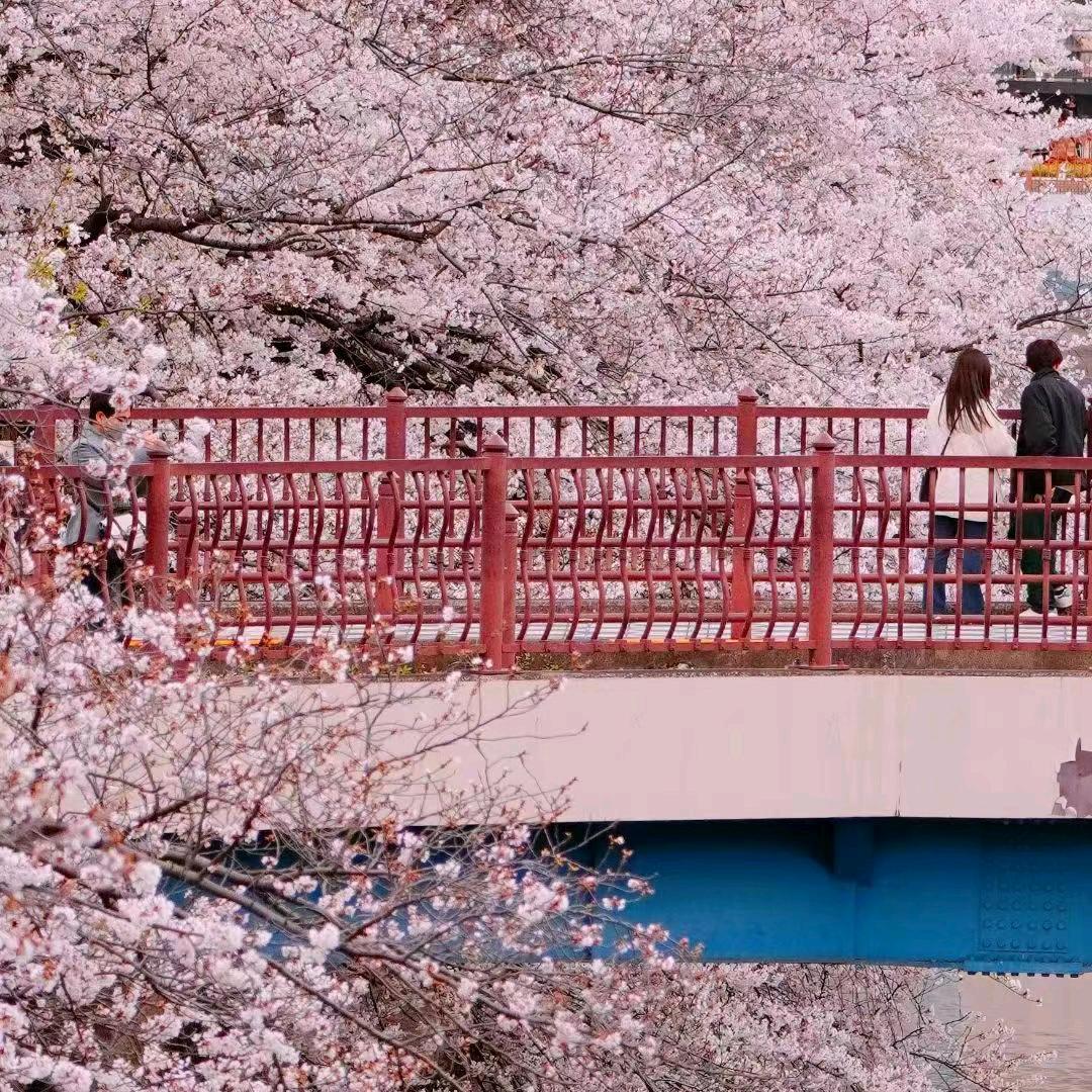 孤芳自赏