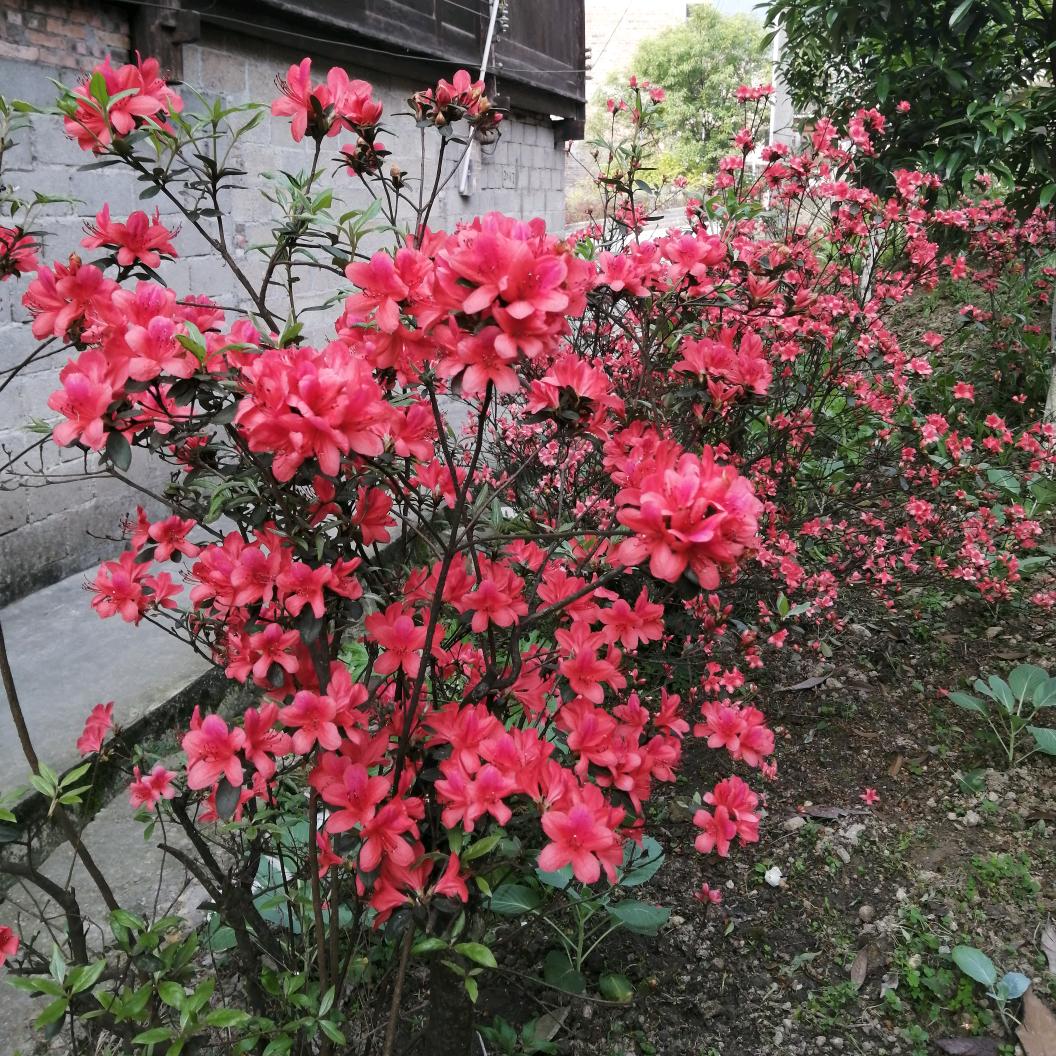 农村牛大叔