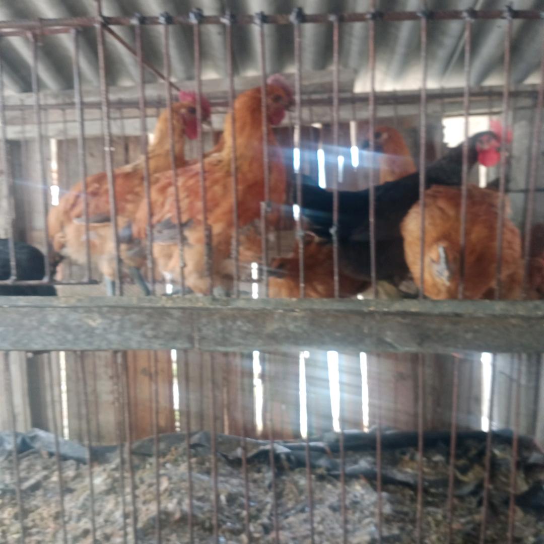 三个孩子的保妈