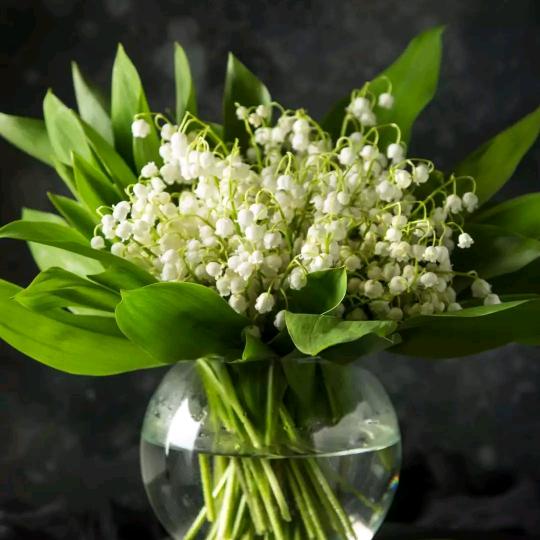 ༄曙光ོྂཾ࿆༊࿆ྂ ࿐💞光忙