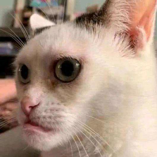 一只猫