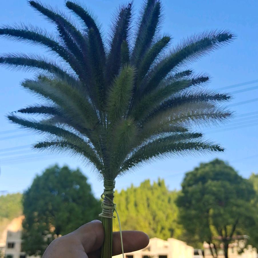梵高的画像