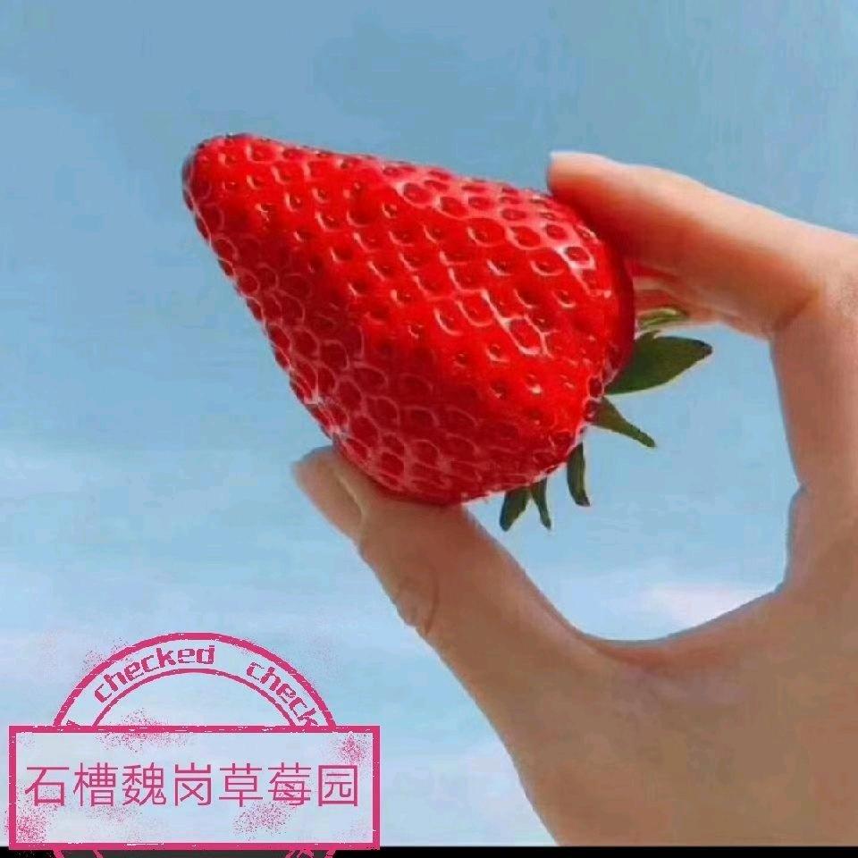 魏岗有机草莓🍓采摘园