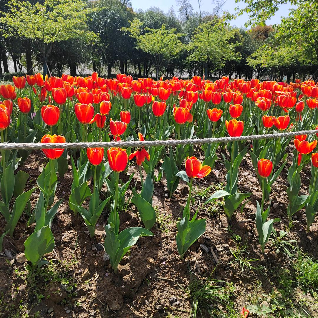 💎75年的🐰阿姨💎