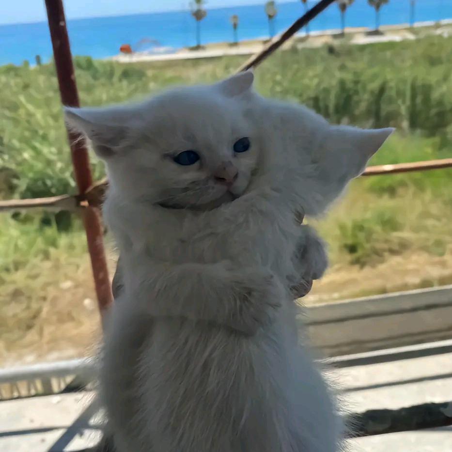 芋泥烊