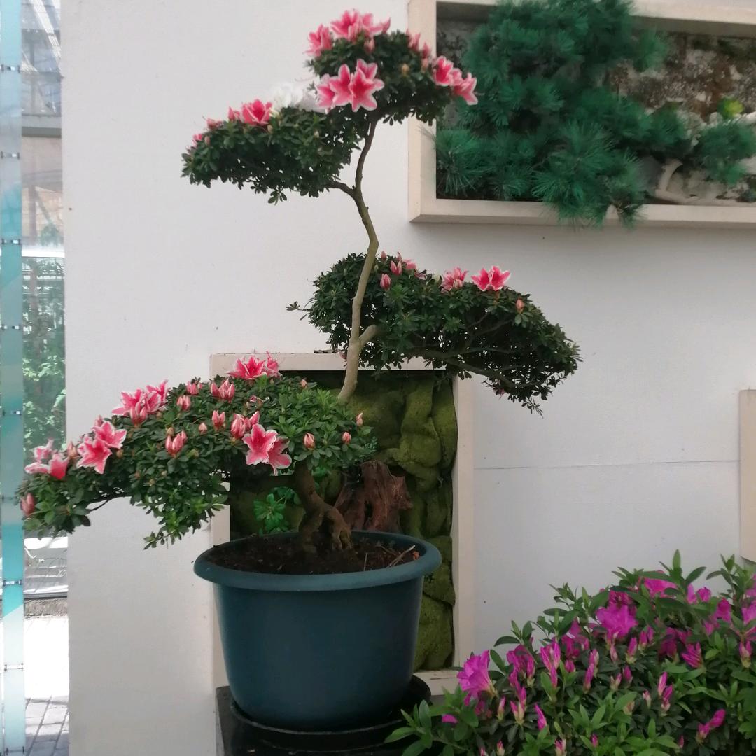 老李1187
