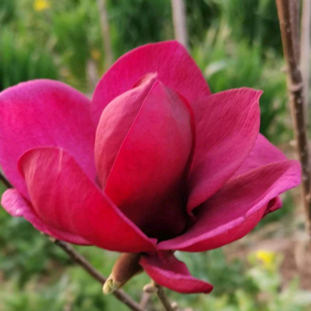 邳州市新品种玉兰种植园