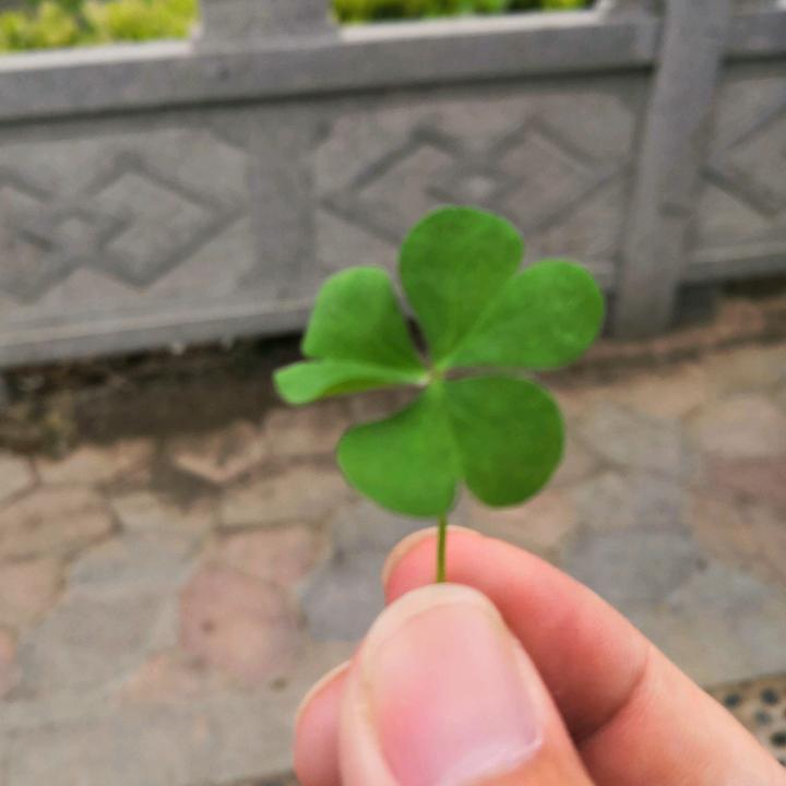 念伊：吾心似繁星