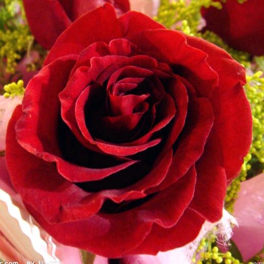 红玫瑰