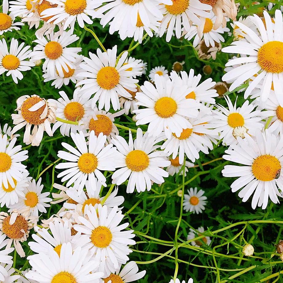 泌阳 花间鲜花小屋💐