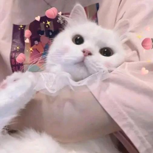 猫猫酱