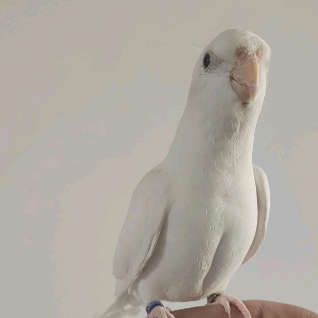 鹦儿苑