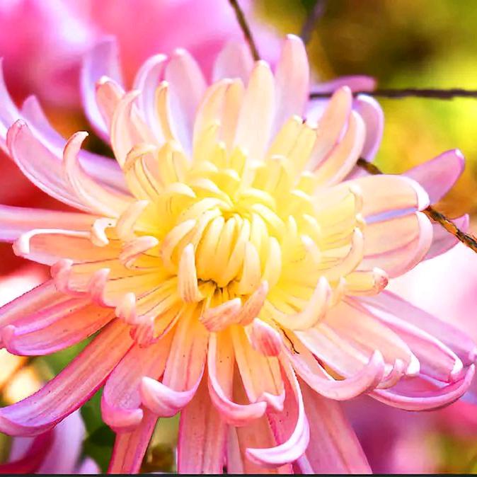 陌上花开🌺