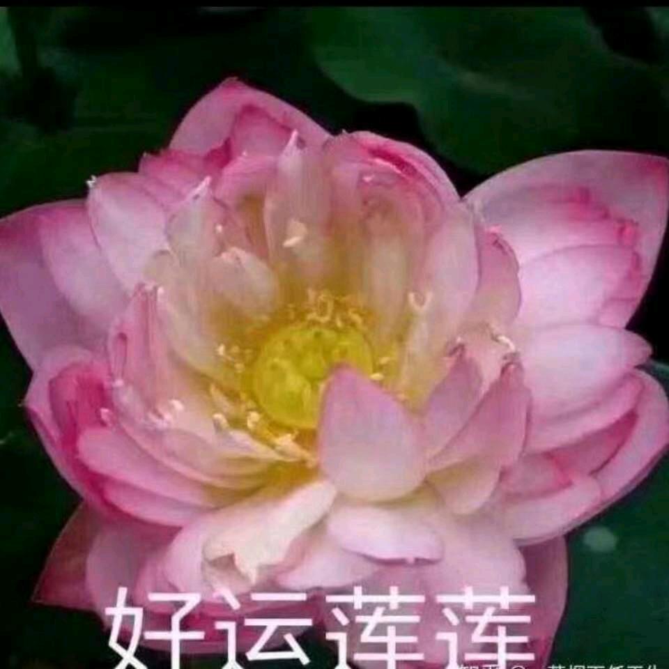 玫瑰🌹