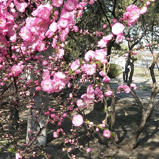 咋郑能够花