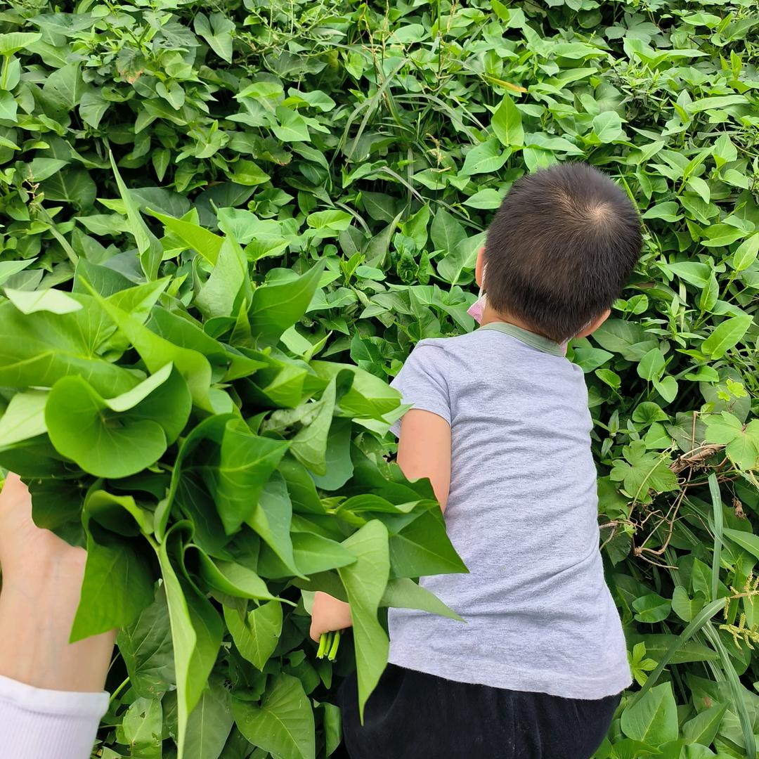 扬的帆