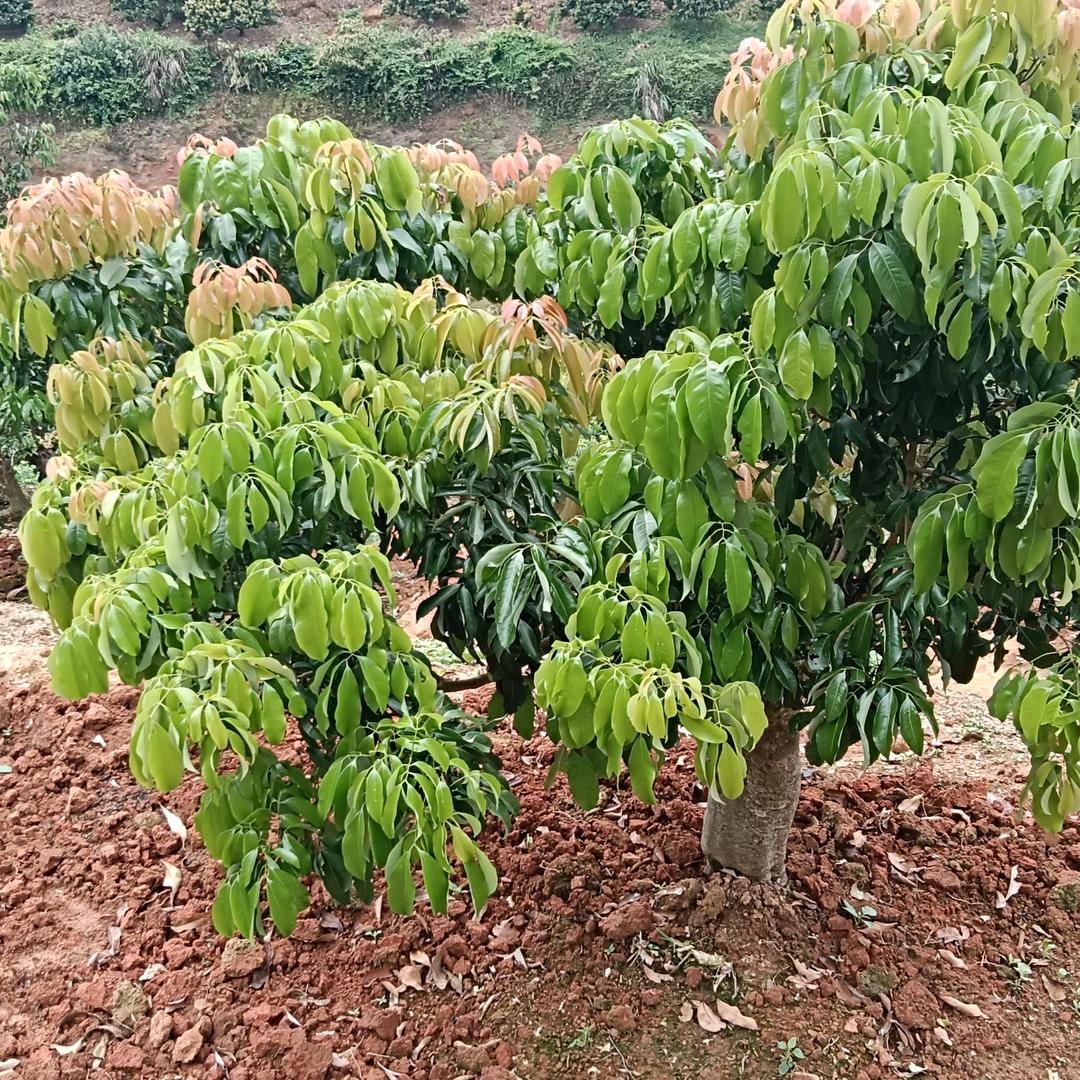 荔枝小哥