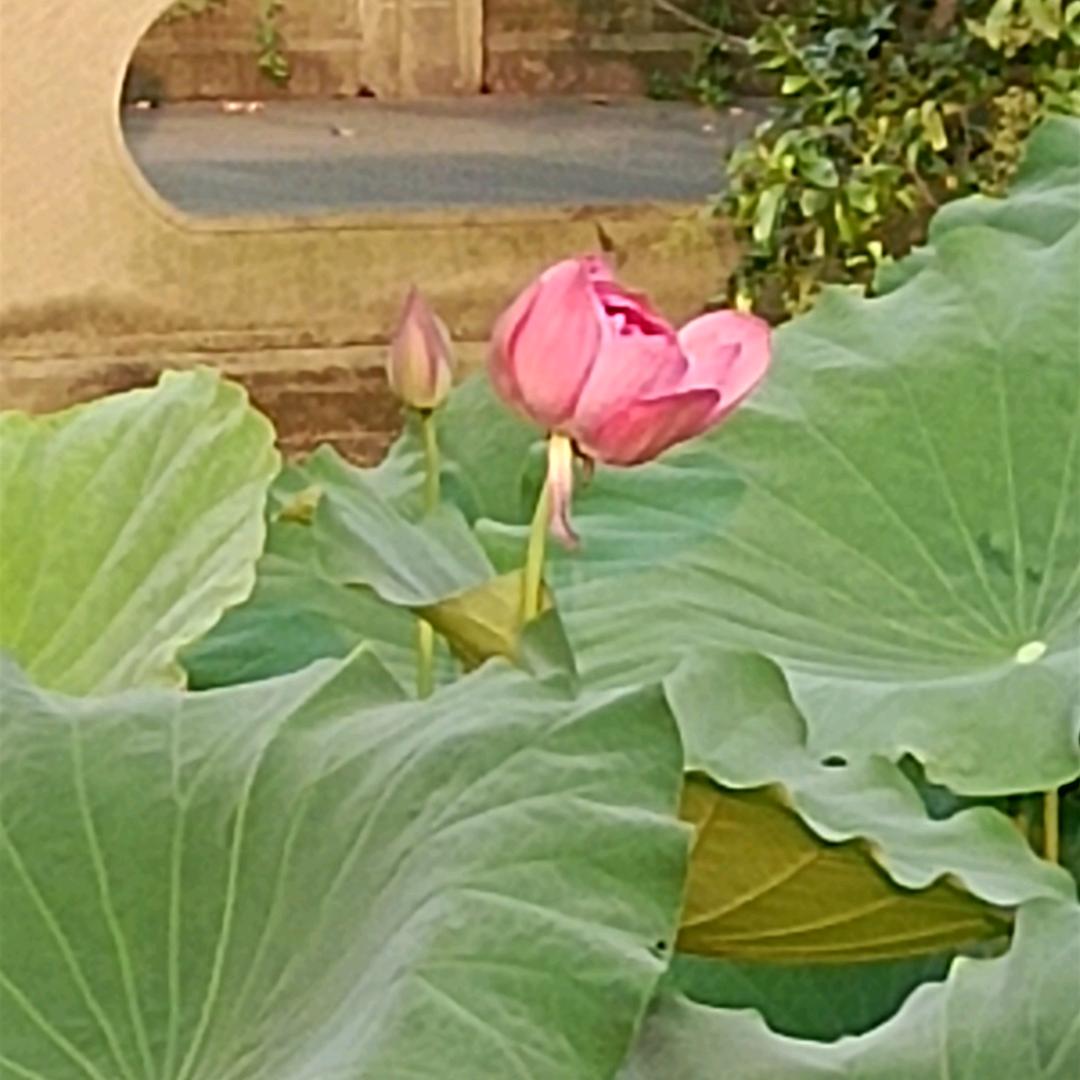l太阳