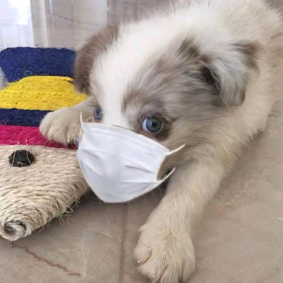 爱玩游戏的小金鸽