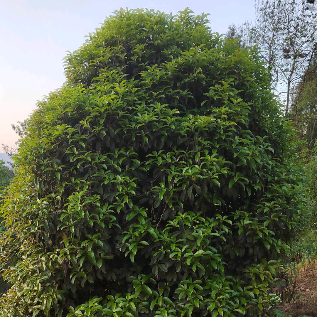 大山里的绿植