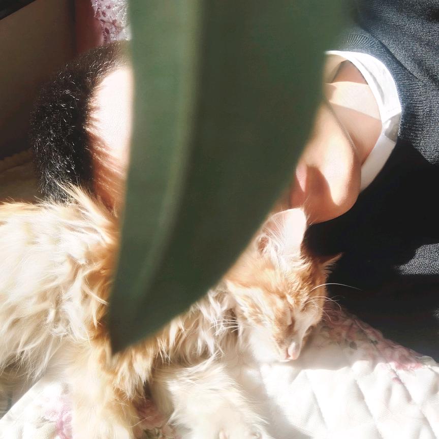 小米届的古天乐