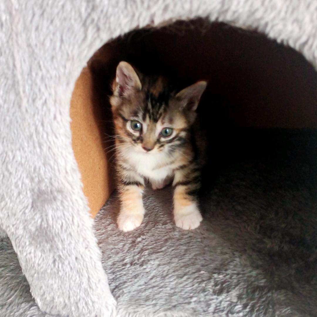 小萌猫