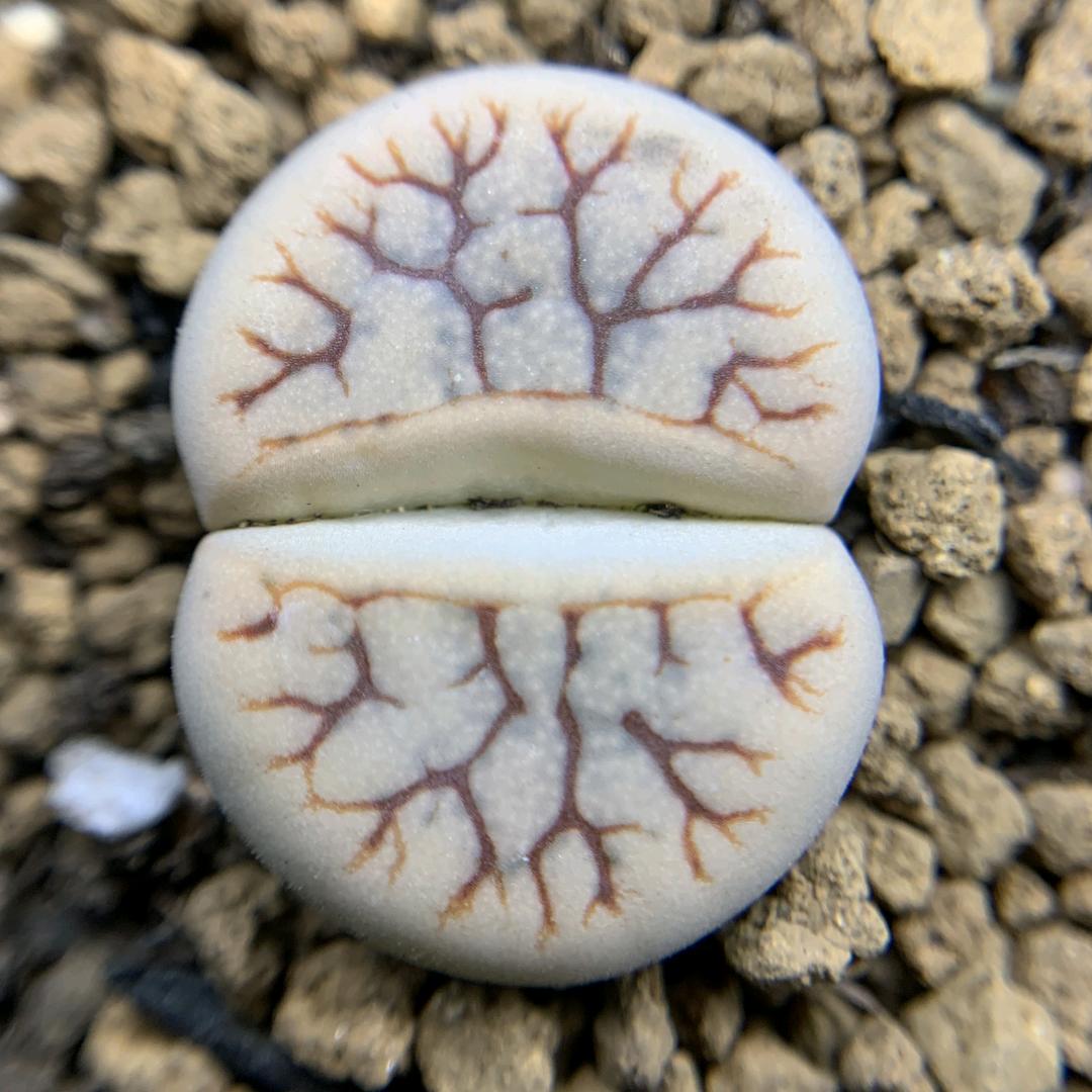 千年优宿迁罗德尼商贸有限公司陶瓷专卖店