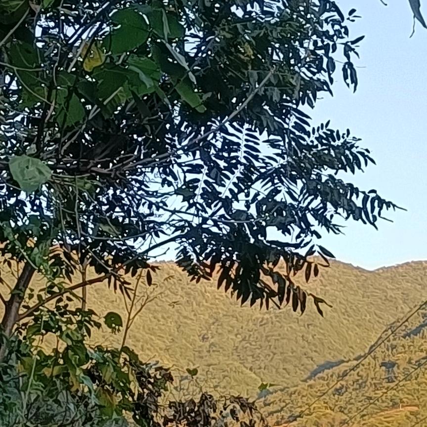 沫言