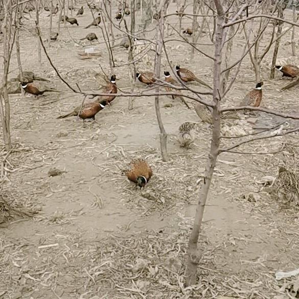辽宁盘锦七彩山鸡养殖基地