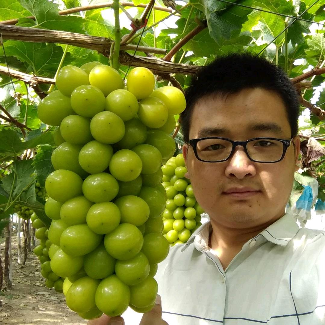 青丰健葡萄三人行-贾金龙