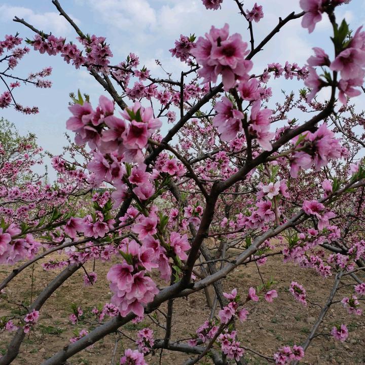 新疆西瓜代办，🍉王朋辉