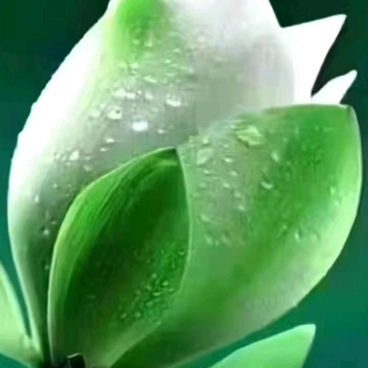 顿悟