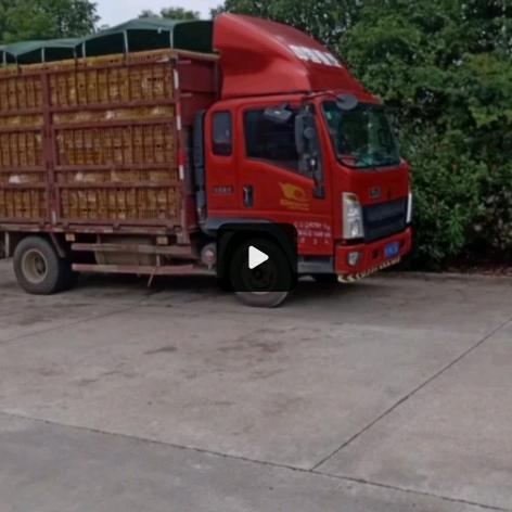 浦城，黑皮，家禽 批发 11802188