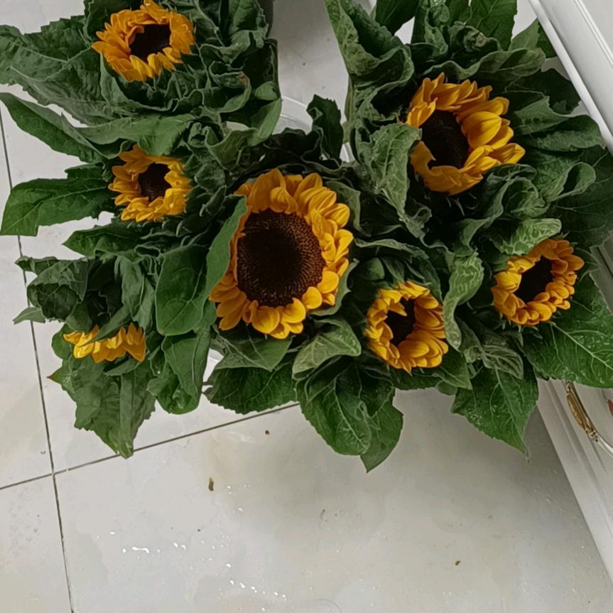 孝南区流年销售花坊