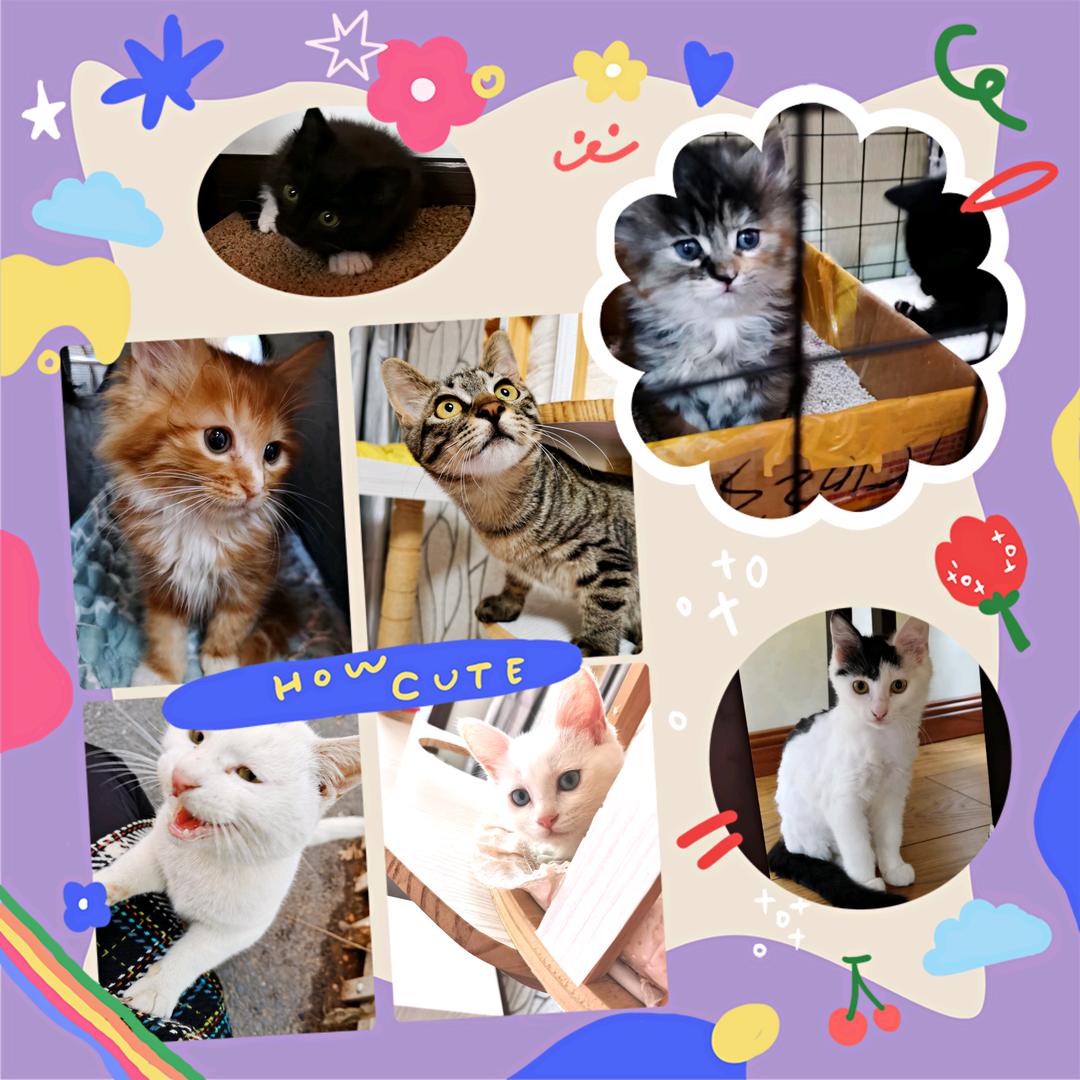 三耳兔滴小白龙