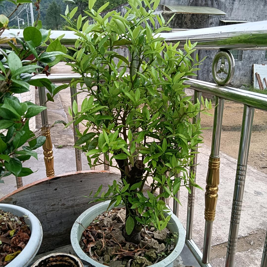 利刃出鞘