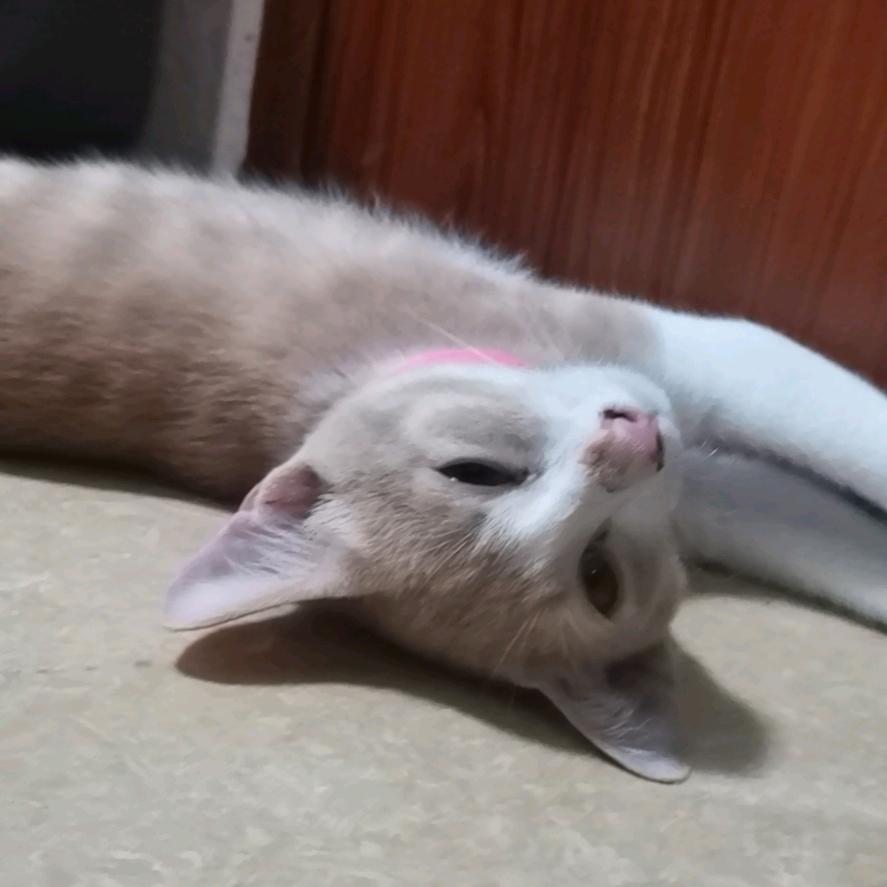 罗非鱼本鱼