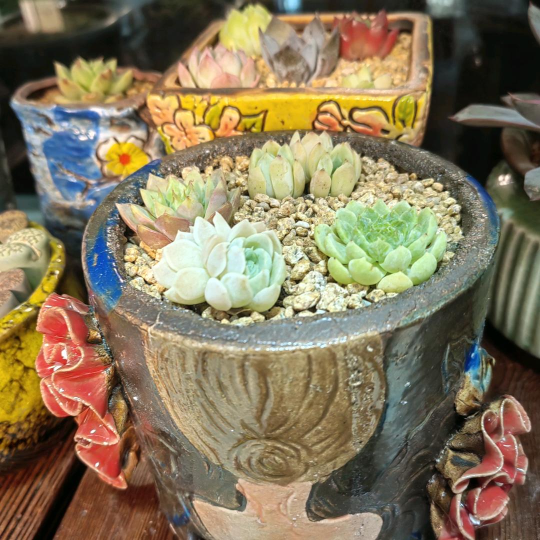 嗨凤