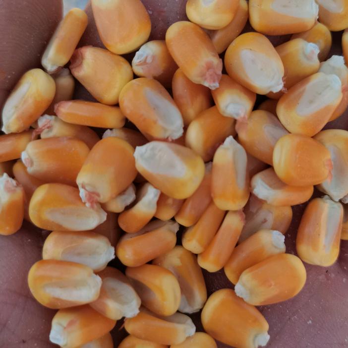 安阳伦掌粮站张保付