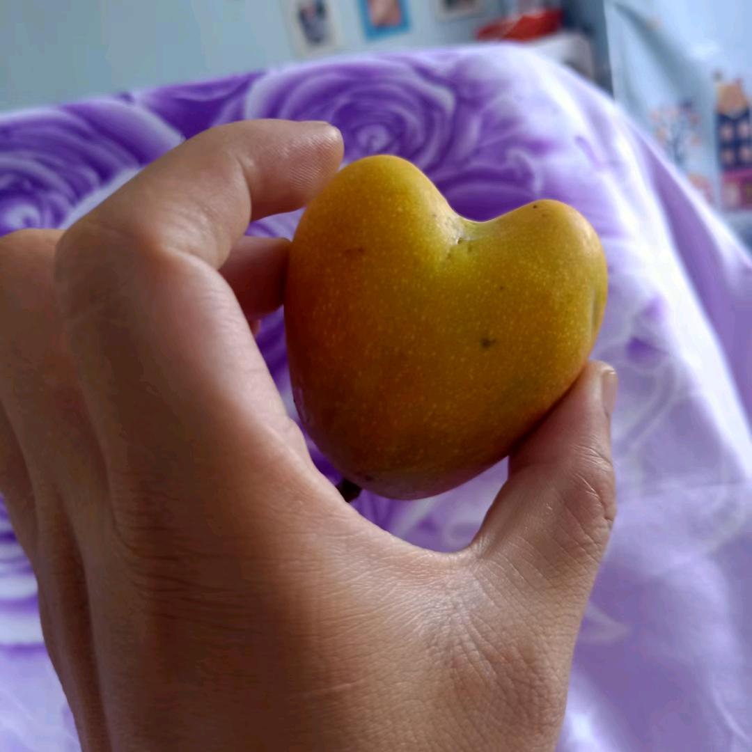 攀枝花种芒果的颜哥哥