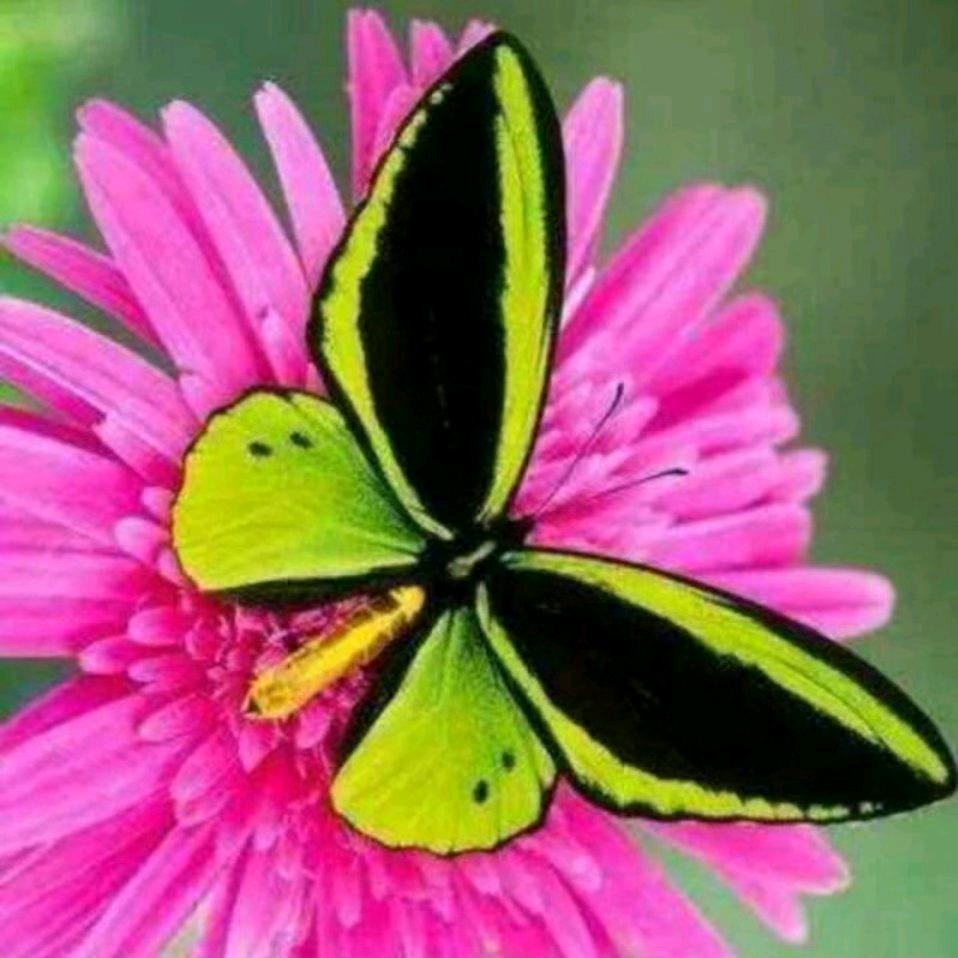 蝶恋花·翠姐🍄