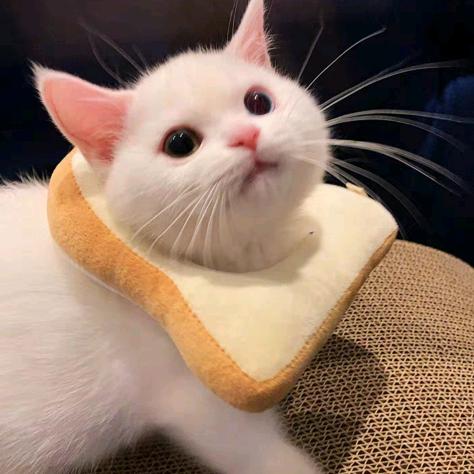 🌈一名普通的成年人